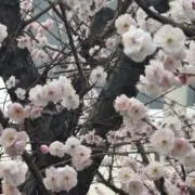 セナの画像