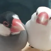 みょんちー※プロフ読んで下さい※