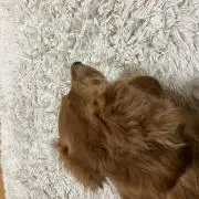 ダックスの画像