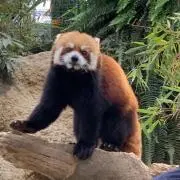ラスカルの画像