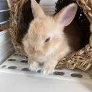 美里の画像