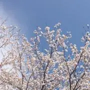 れい