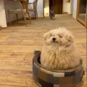 myonの画像