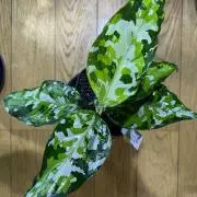 しんしんの画像