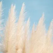 Miの画像