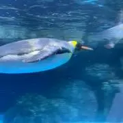ペンギン