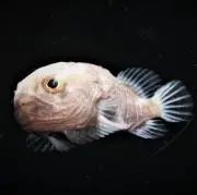 れいの画像