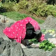 おみのすけの画像
