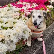 おっこ