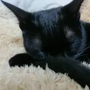 黒猫ナナ