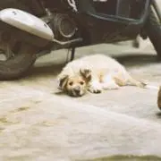GONの画像