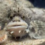 でんたんの画像