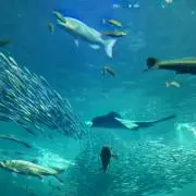 まつ