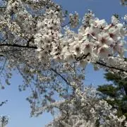 piiの画像