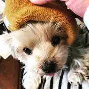 バビロン