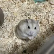 大佐の画像
