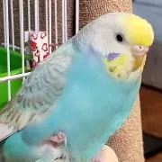 ましゅー★なっちゃんの画像