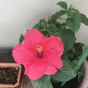 ♡もも♡即購入大歓迎♡の画像