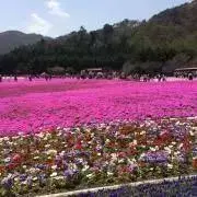 みみの画像
