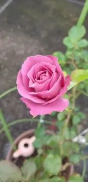 unicouronne
