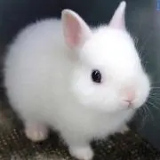 ゆゆ プロフ必読の画像