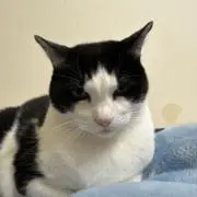 Tsubasaの画像