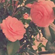 はーすの画像