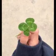 心花の画像