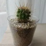 あゆの画像