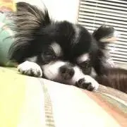 Ryo