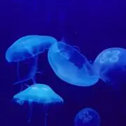 ゆいくん