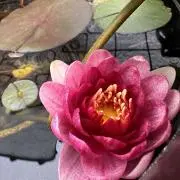 おさるパパ