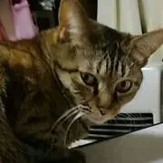 ほこにゃんの画像