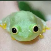 イノカワコーヒー ブルンジ カヤンザ ブルボン 250g 3個 関西万博