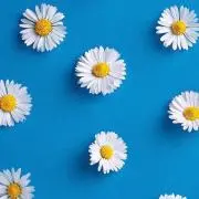 ymalの画像