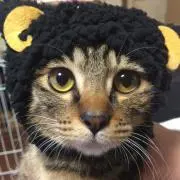 Rの画像