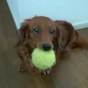 choco