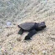 おもち