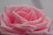 もも
