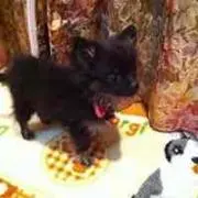 Kumiの画像
