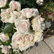 まーぼうの画像