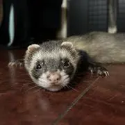 pesoの画像