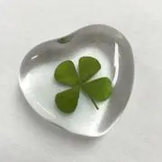 りんごの画像