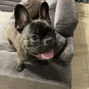 totoの画像
