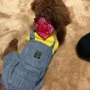 かんちゃんの画像