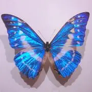 ジェリー
