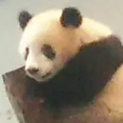 みゃんみゃんの画像