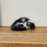 rooo._.の画像