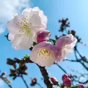 す