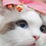 ななの画像
